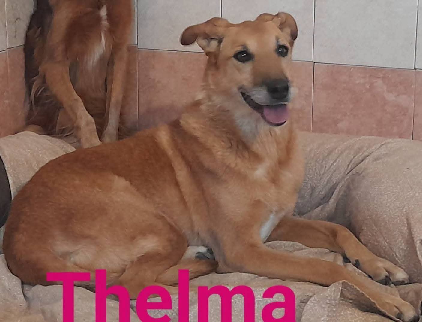 Foto 1 di Thelma, cane Simil lupetta in adozione