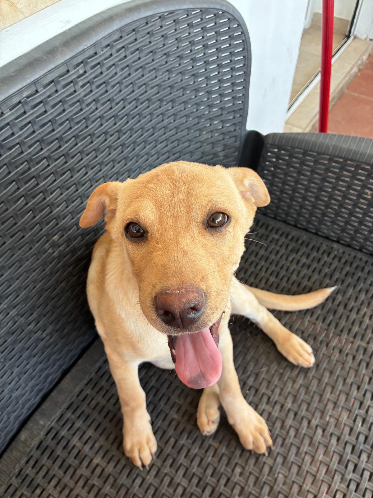 Foto 5 di Astrid, cane Sharpei in adozione