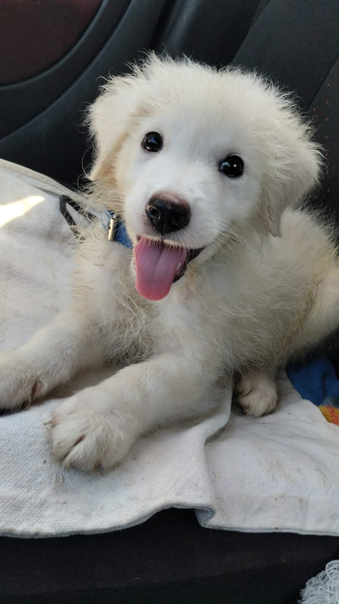 Foto 4 di Blanco, cane Meticcio in adozione