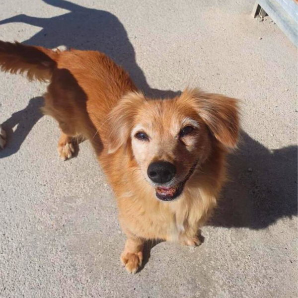 Sahar, cane Meticcio in adozione