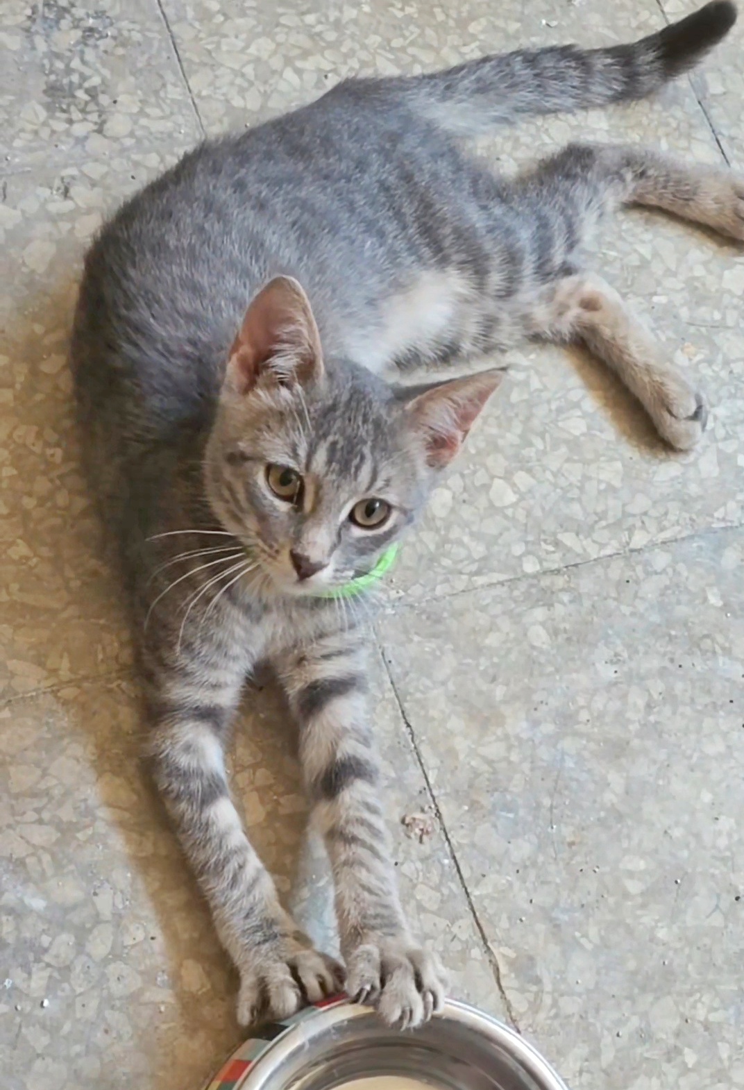 Foto 3 di Pina, gatto  in adozione