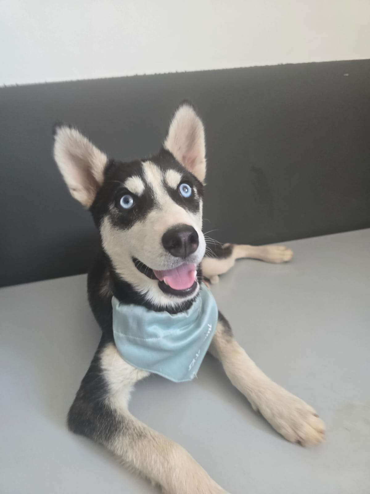 Foto 2 di ETOILLE, cane Incrocio Husky in adozione