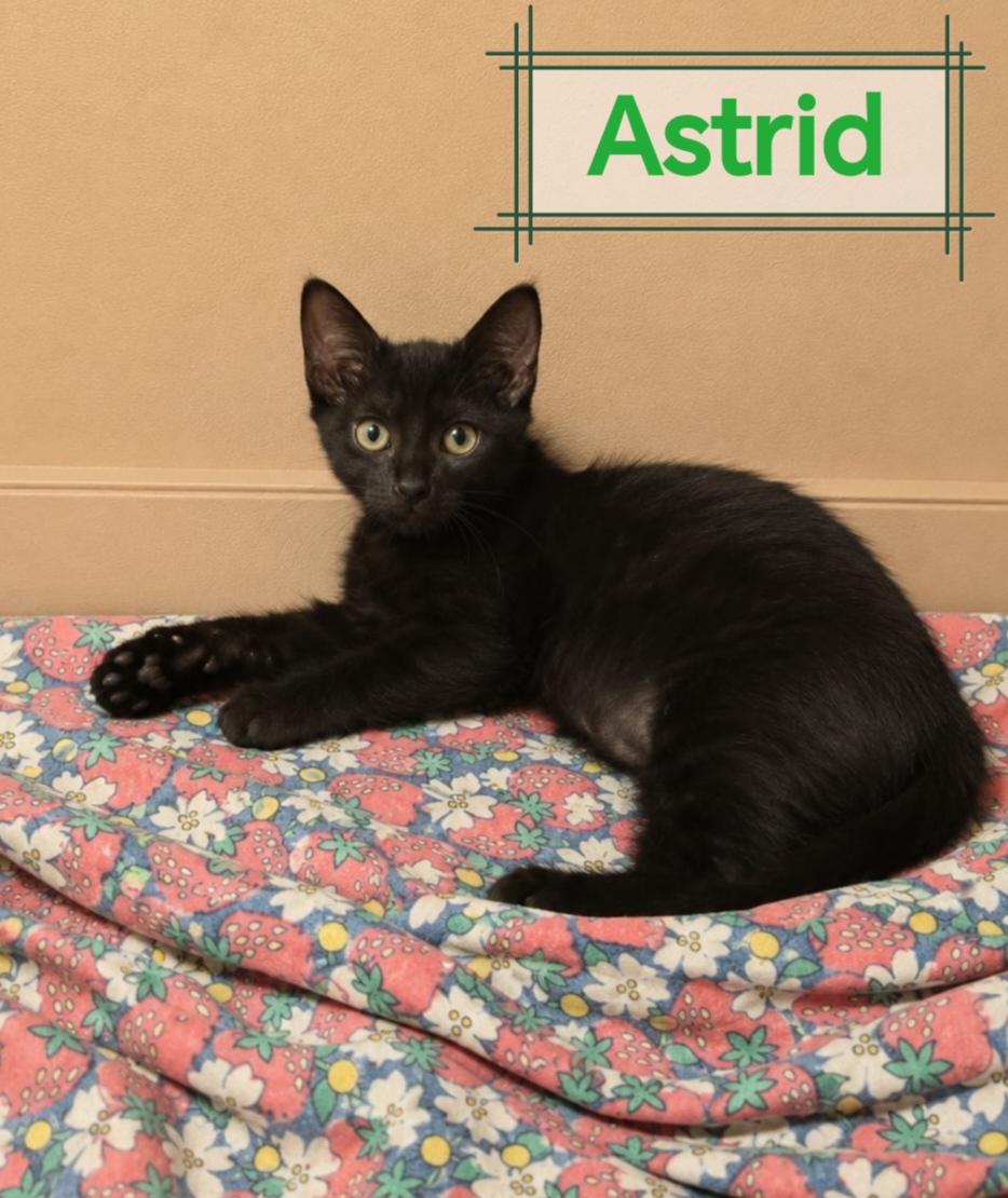 Foto 2 di Astrid, gatto Europeo in adozione