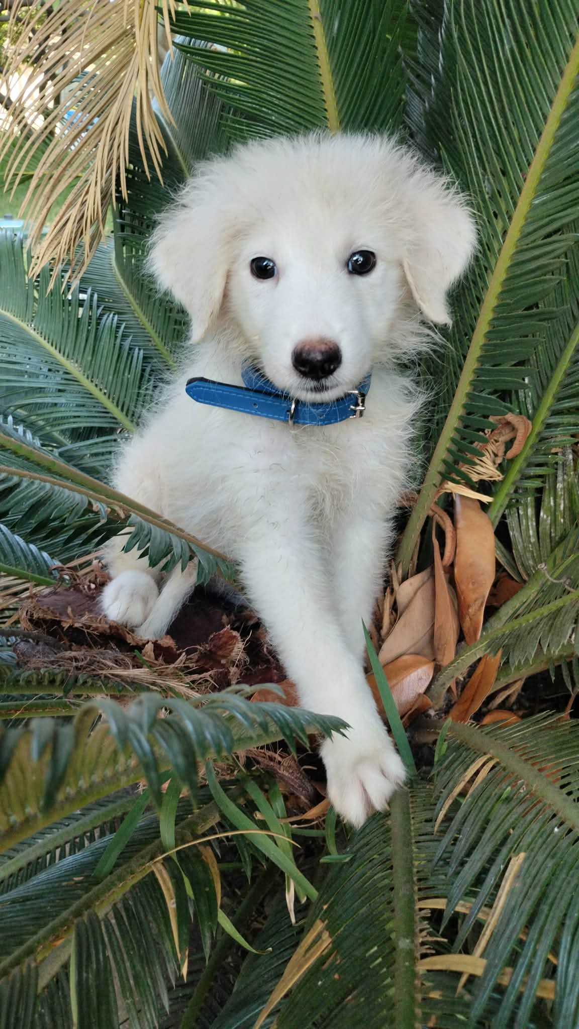 Blanco, cane Meticcio in adozione