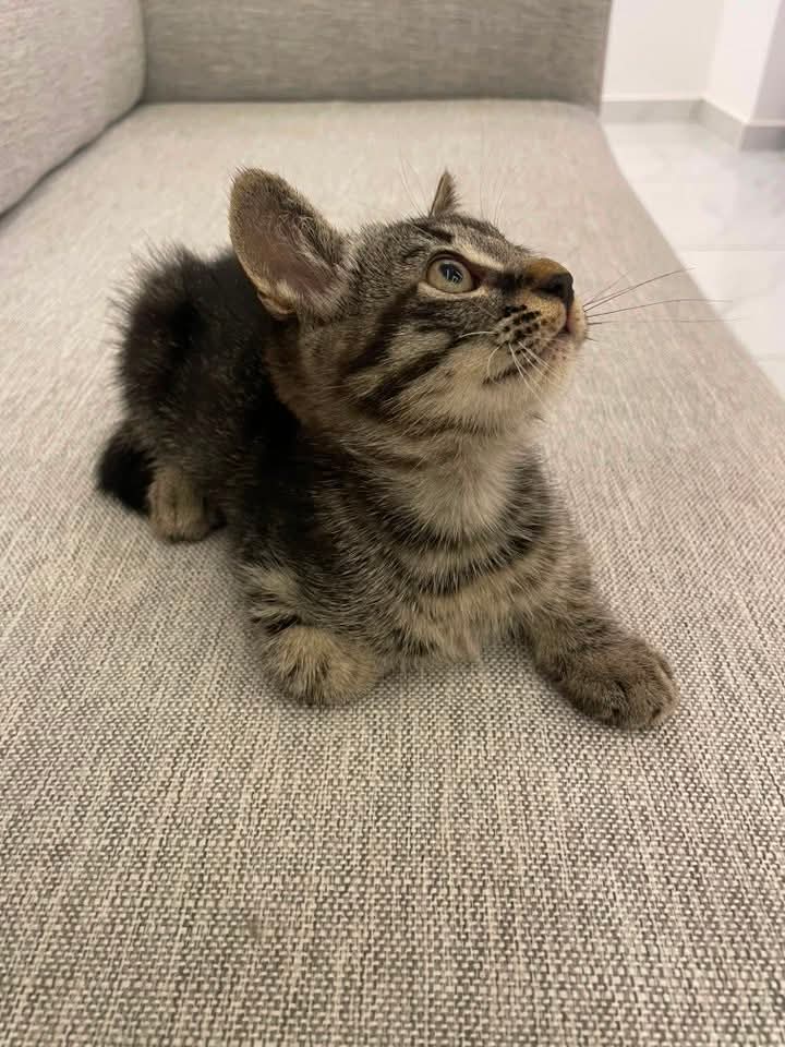 Foto 5 di Lima / Lala, gatto Mettici in adozione