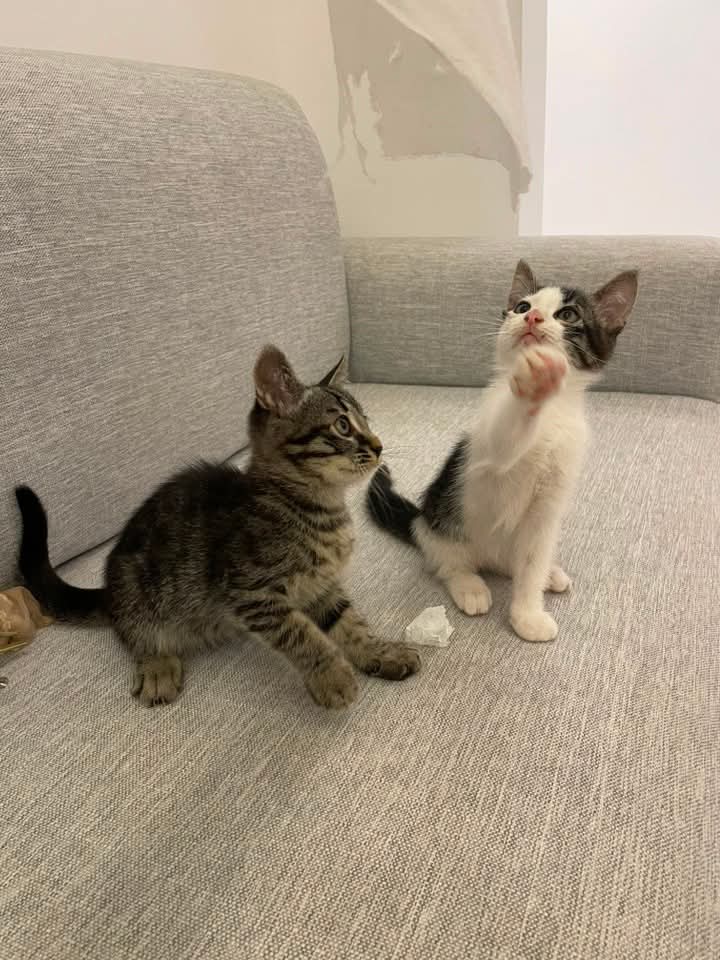 Foto 2 di Lima / Lala, gatto Mettici in adozione