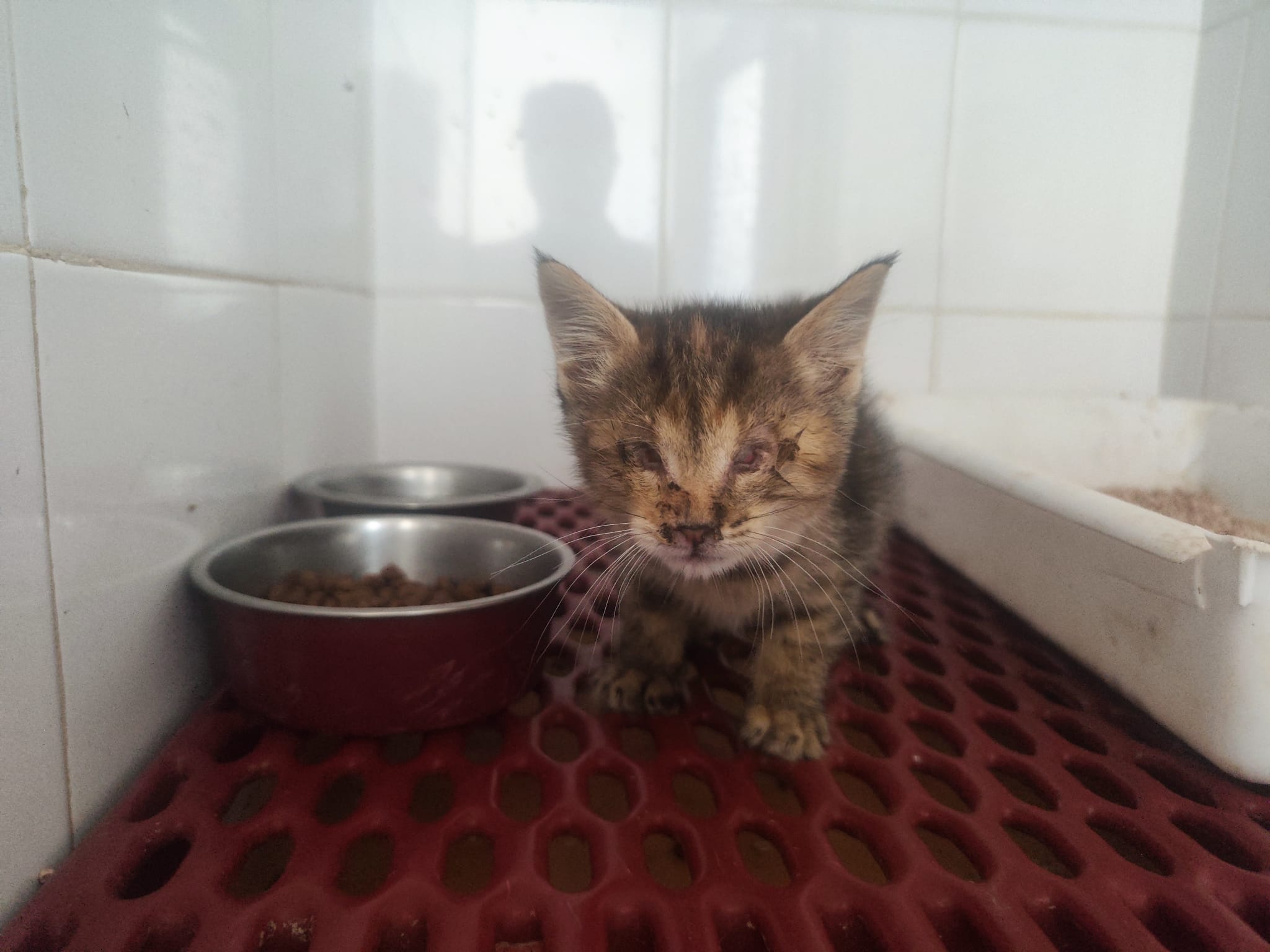 Fortunella, gatto Metticio in adozione