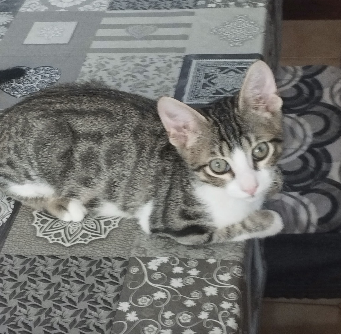 Foto 2 di Jocker, gatto Europeo in adozione