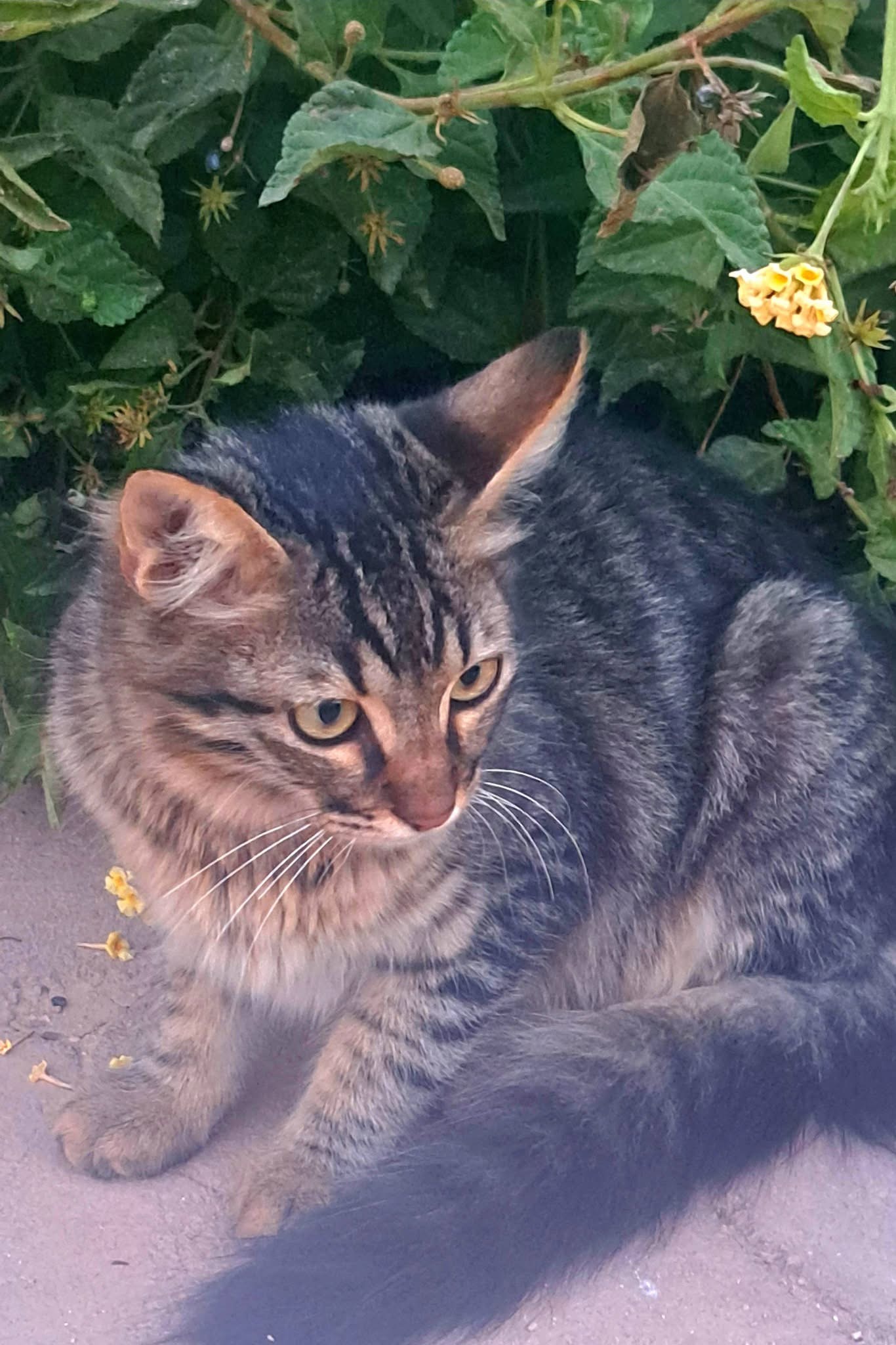 Habibi, gatto Meticcio in adozione