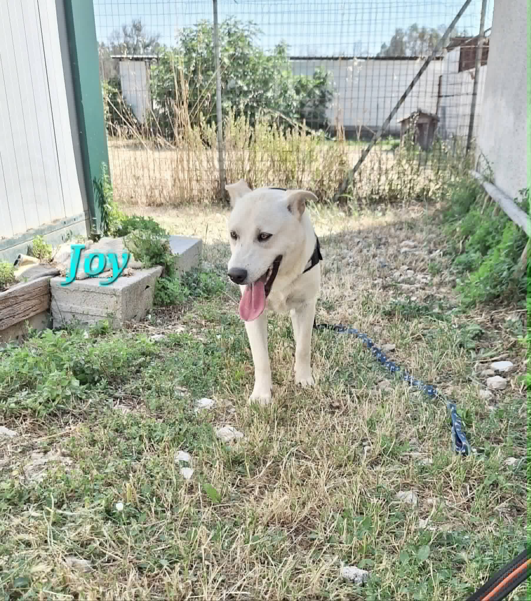 Foto 2 di Joy, cane meticcio in adozione