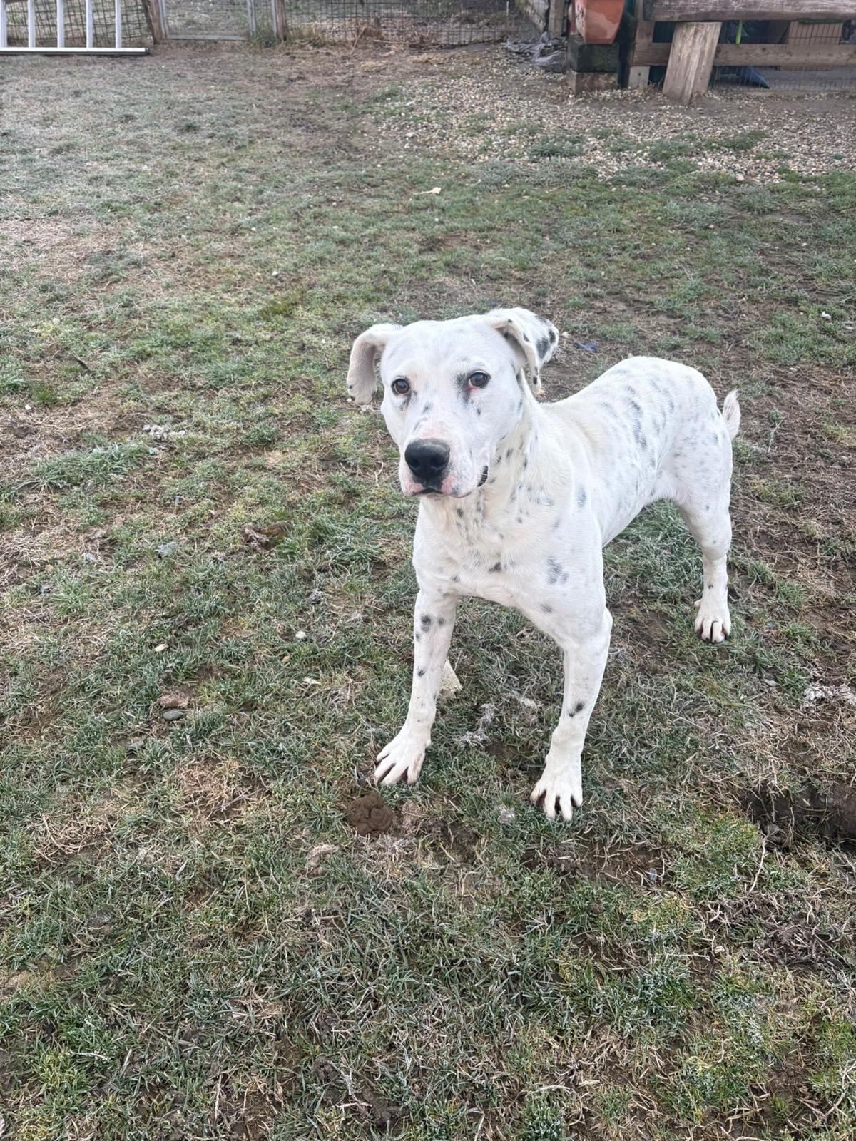Foto 5 di Dal, cane Simil Dogo Argentino in adozione