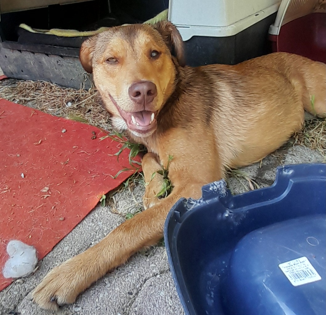 Foto 1 di Enea, cane Meticcio in adozione