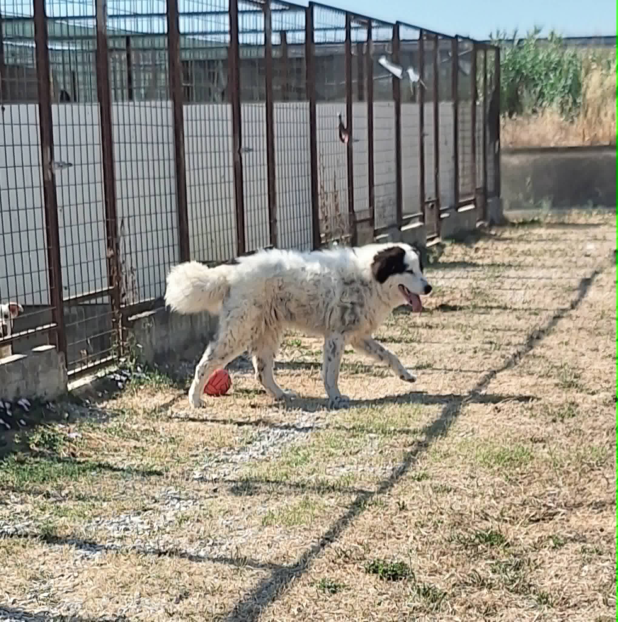 Foto 3 di Giulio Cesare, cane meticcio in adozione