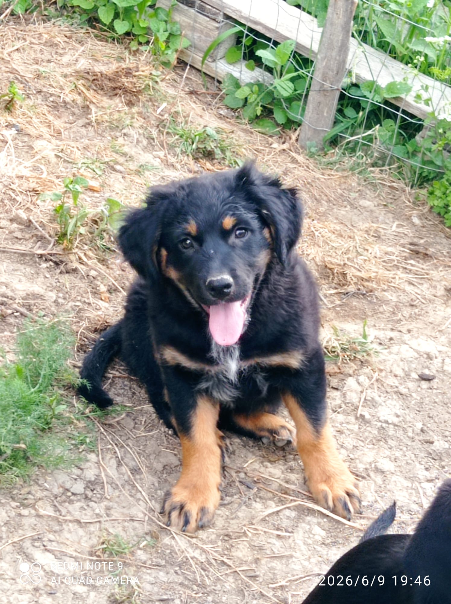 Foto 1 di Lea, cane Meticcio in adozione