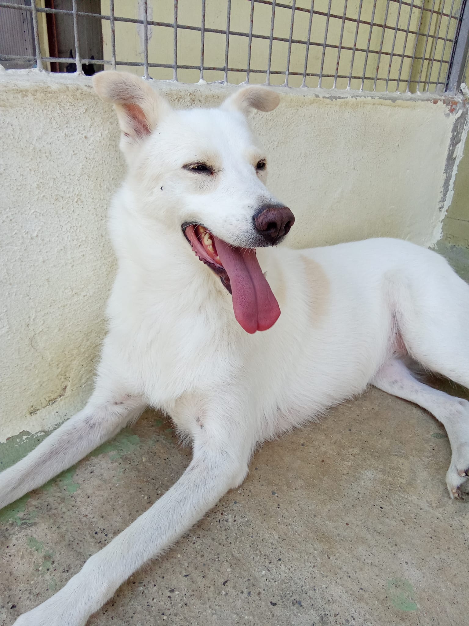 Foto 2 di Venus, cane Meticcio in adozione