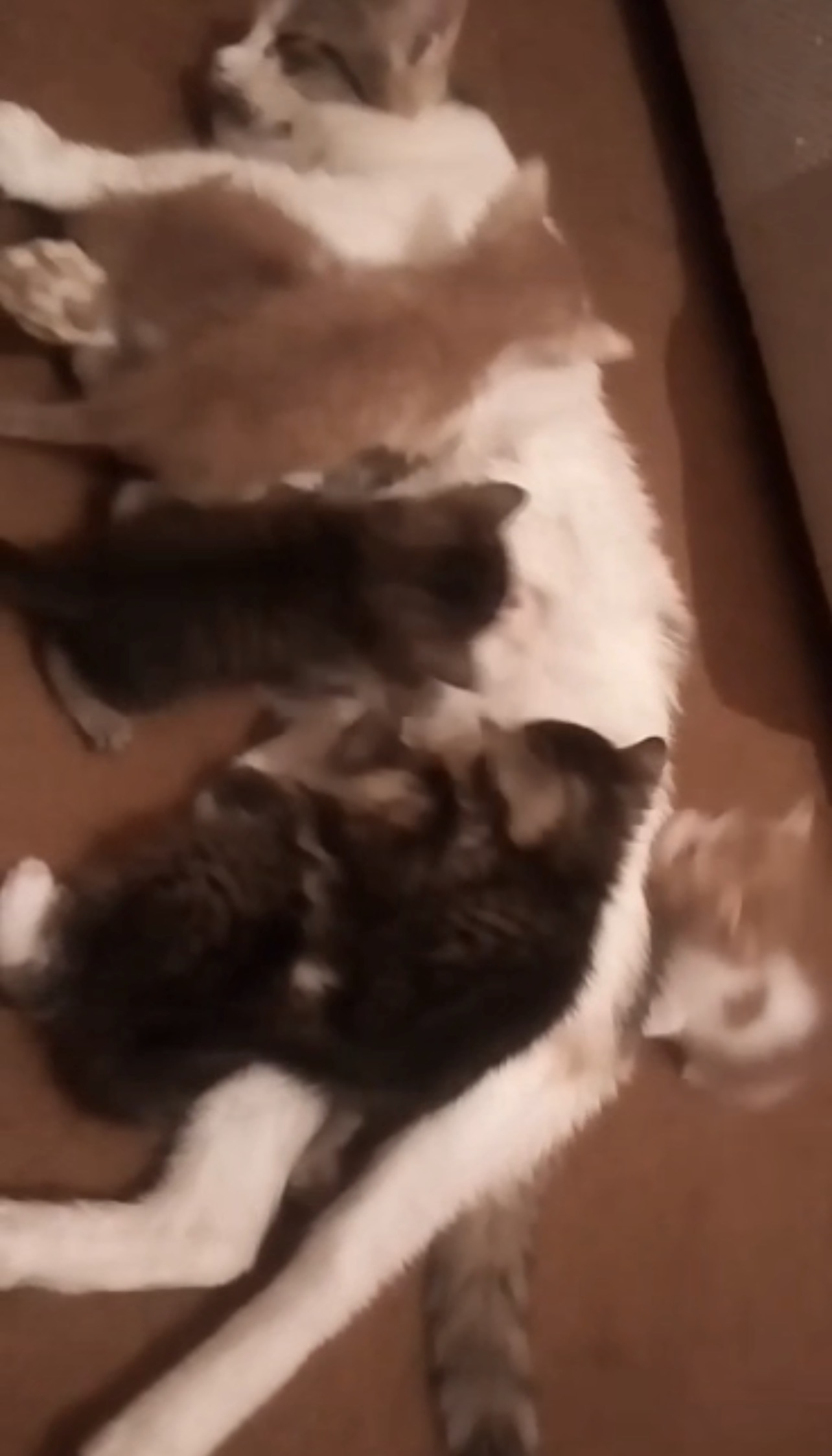 Foto 2 di Tanti cuccioli, gatto Europeo in adozione