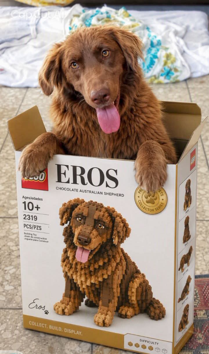 Foto 4 di EROS, cane Mix Golden Retriever in adozione