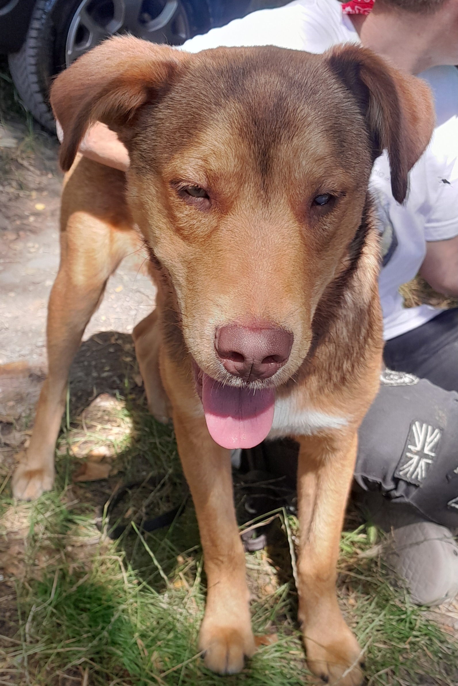 Foto 2 di Enea, cane Meticcio in adozione