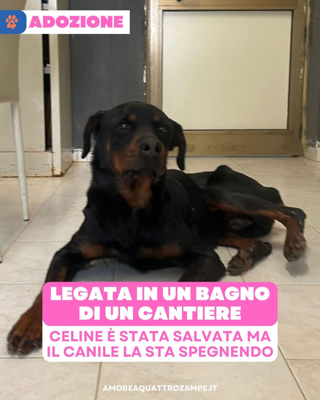 Celine, cane Rottweiler in adozione