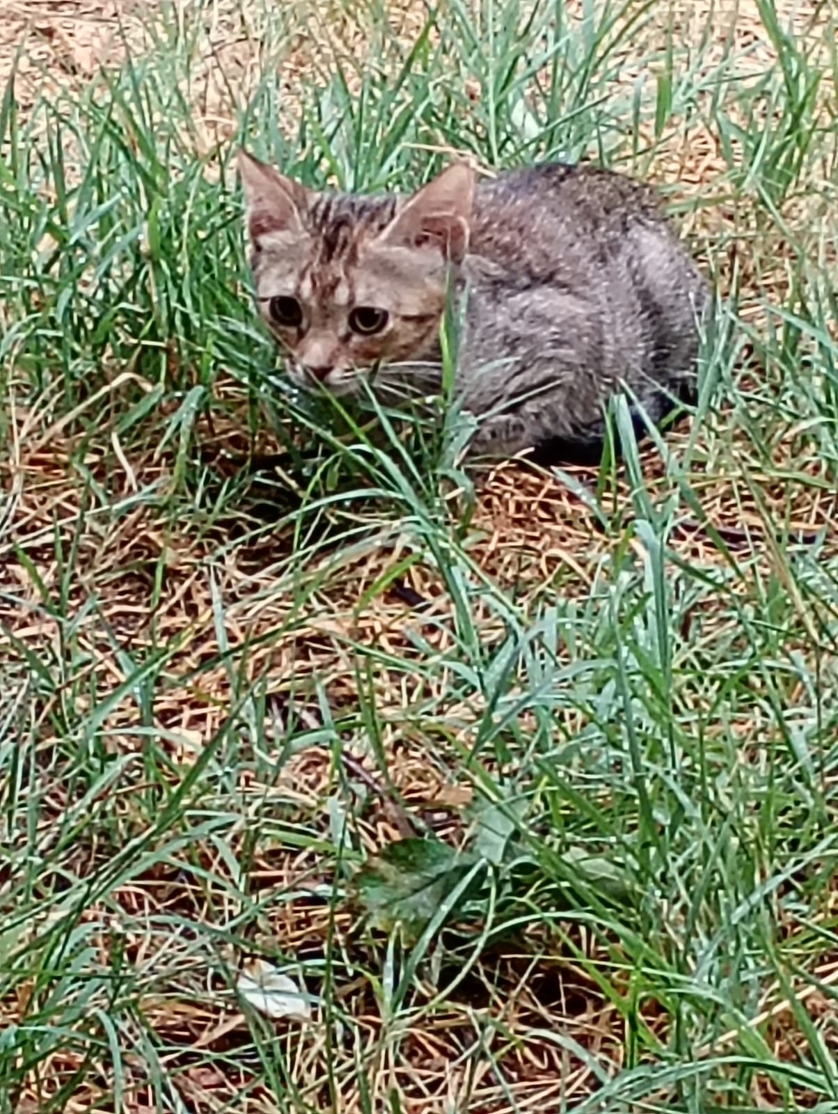 Foto 2 di MARTA, gatto europeo in adozione