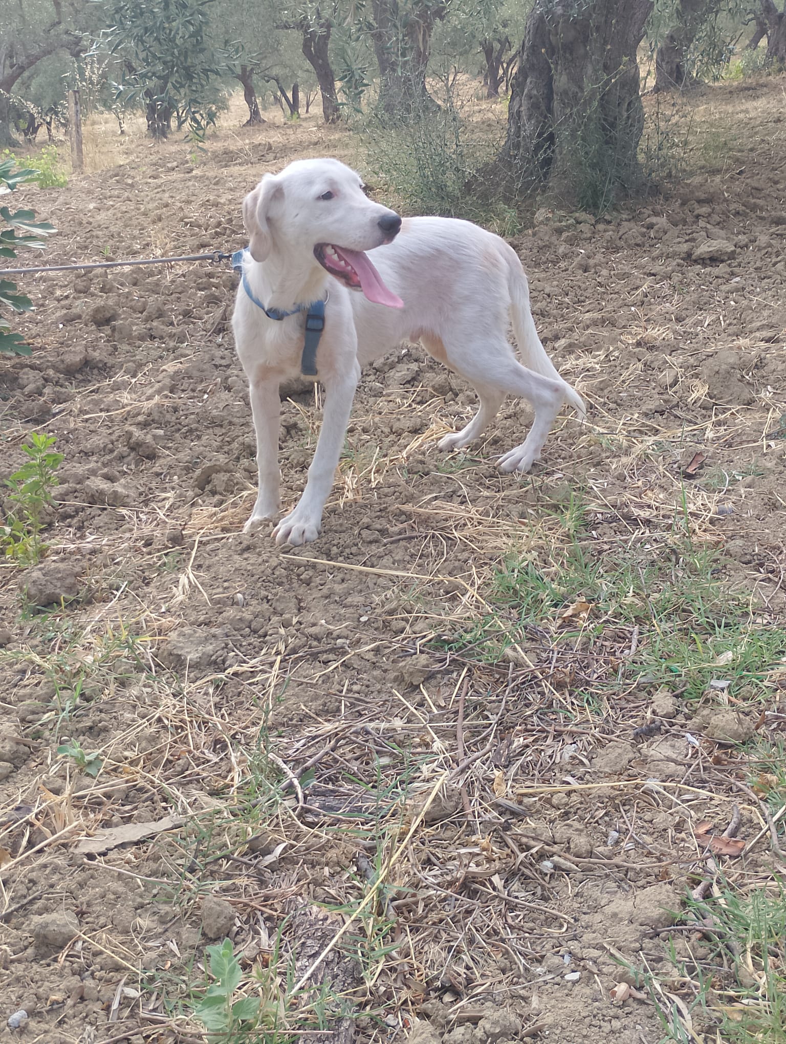 Jack, cane Segugio in adozione a Cosenza - foto 4
