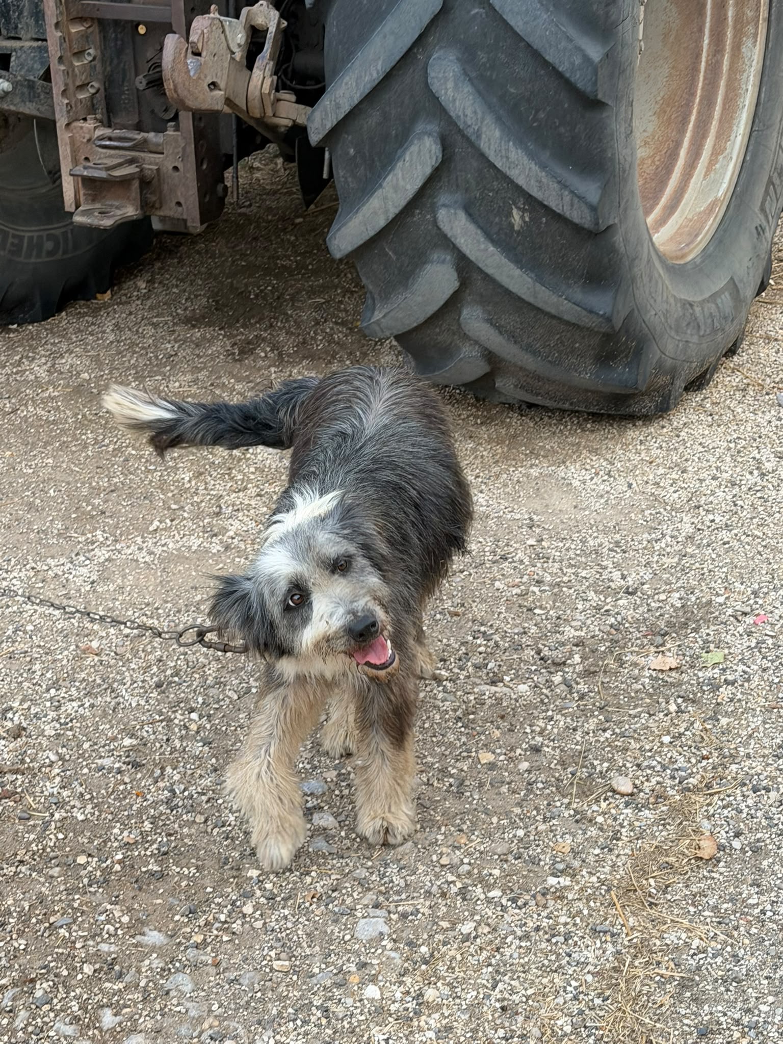 Foto 2 di Romina, cane  in adozione