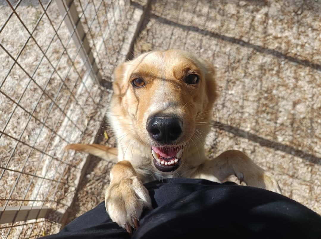 BAMBY, cane Meticcio in adozione