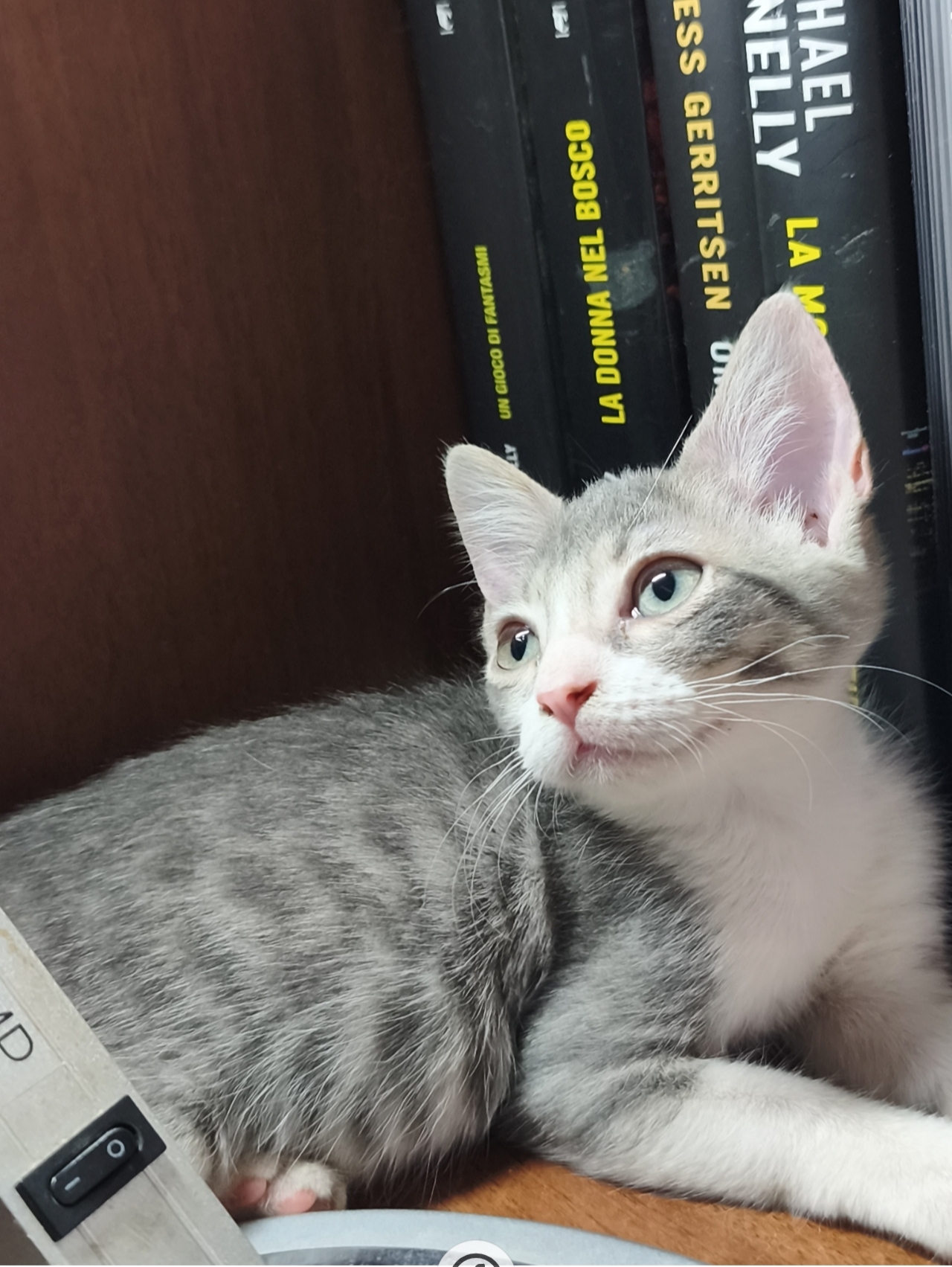Foto 3 di Cleo, gatto Europeo in adozione