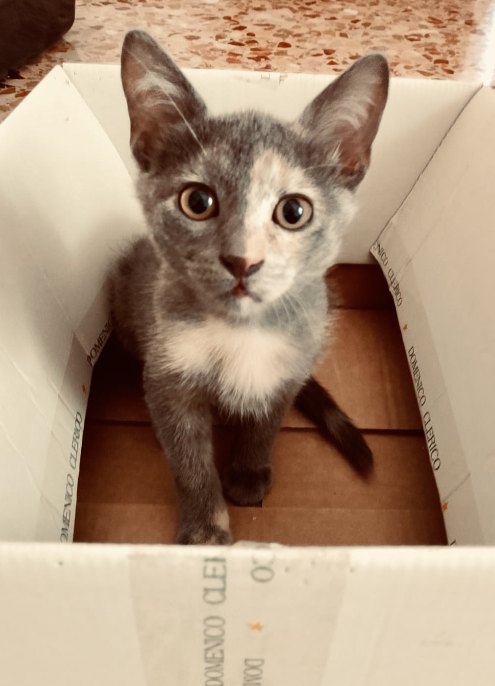 Foto 5 di Ombra, gatto Meticcio in adozione