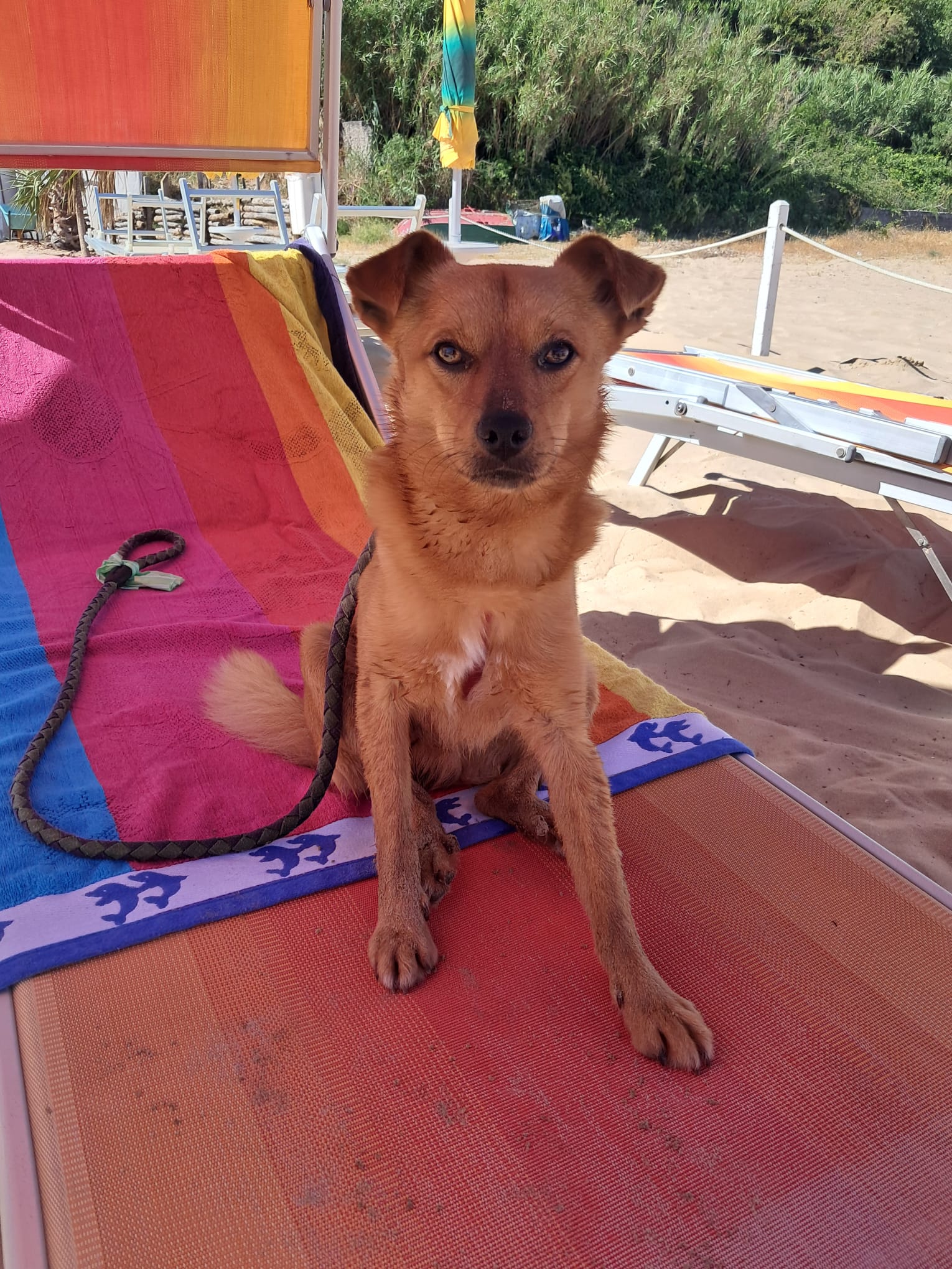 Foto 3 di Spritz, cane Meticcio taglia medio piccola in adozione