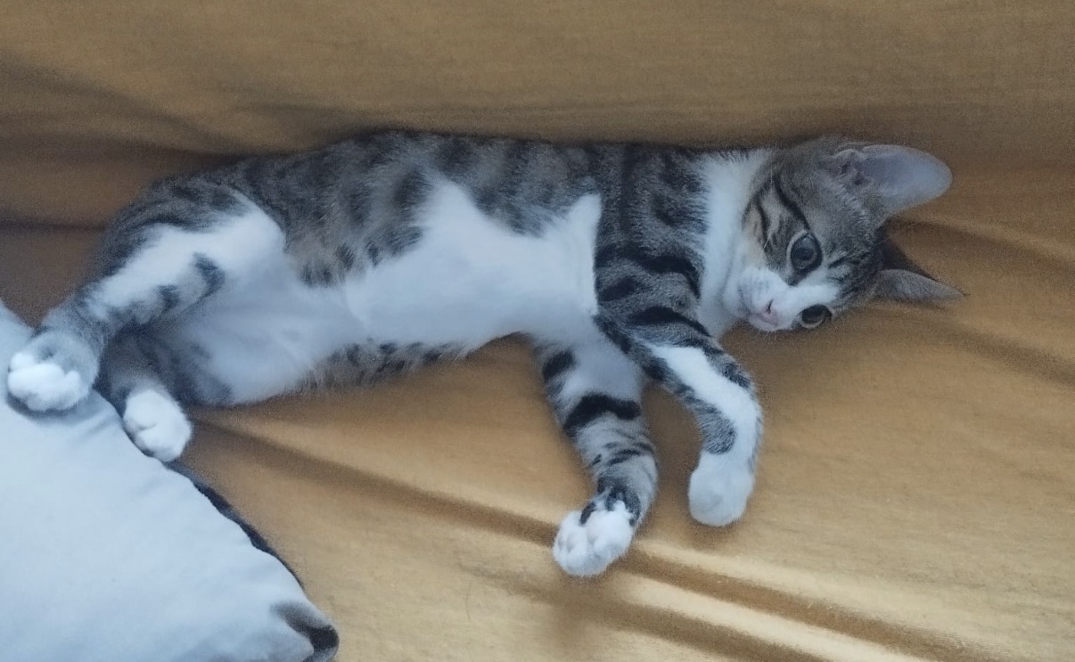 Foto 5 di Jocker, gatto Europeo in adozione