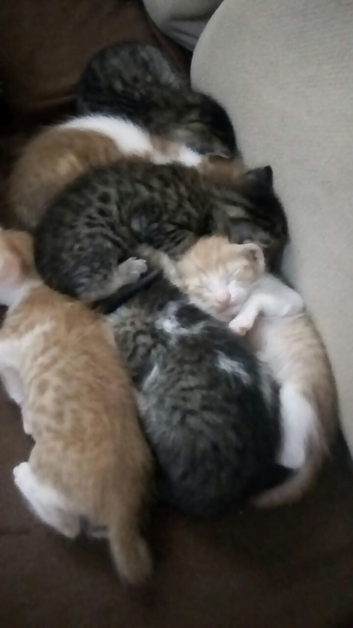 Tanti cuccioli, gatto Europeo in adozione