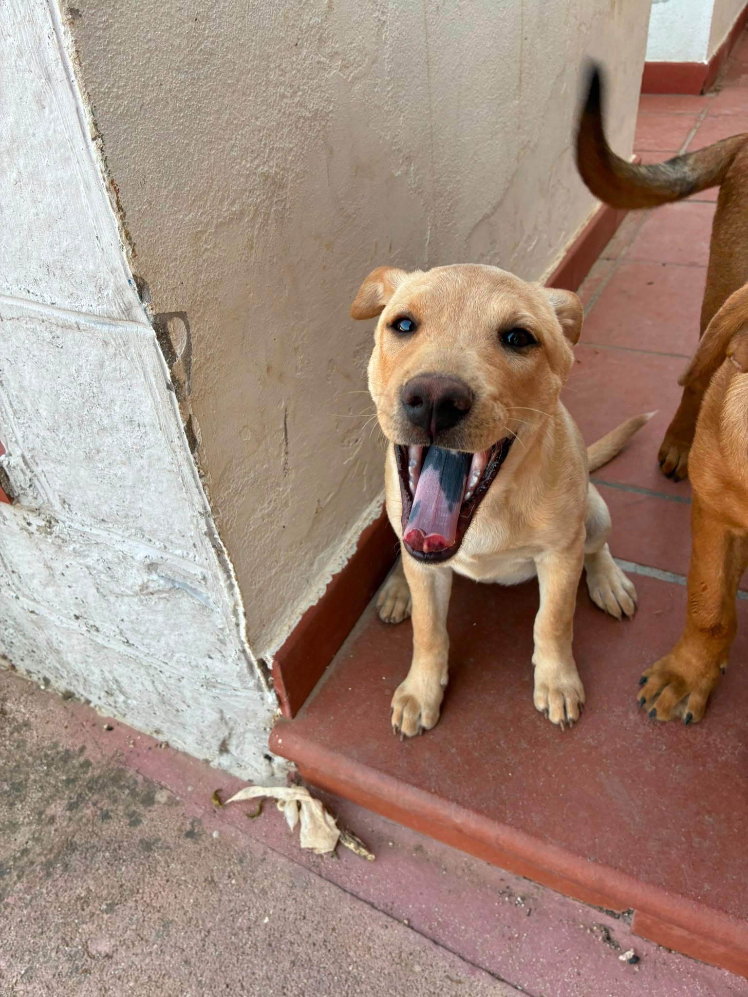 Foto 4 di Astrid, cane Sharpei in adozione