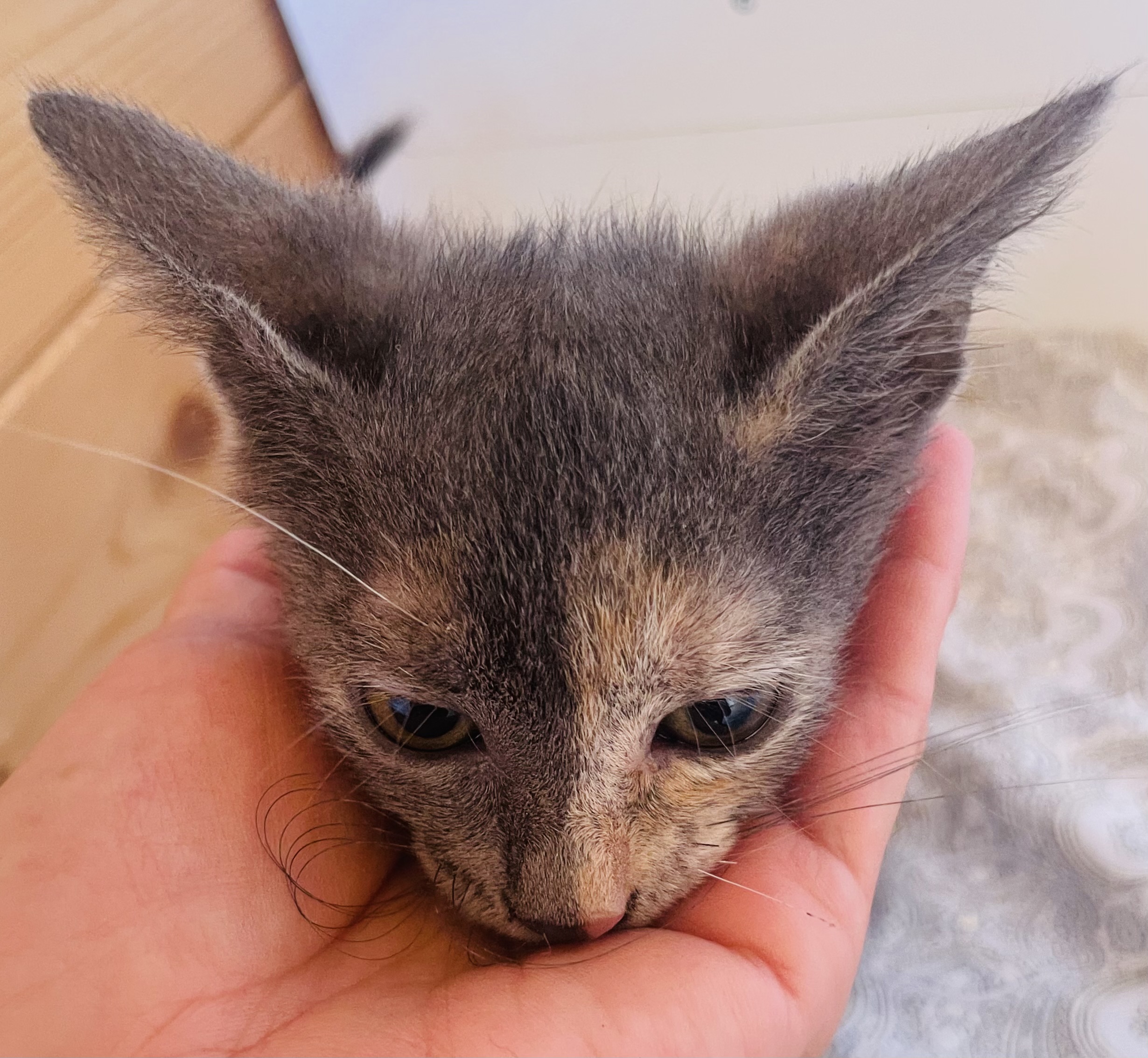 Foto 1 di Ombra, gatto Meticcio in adozione