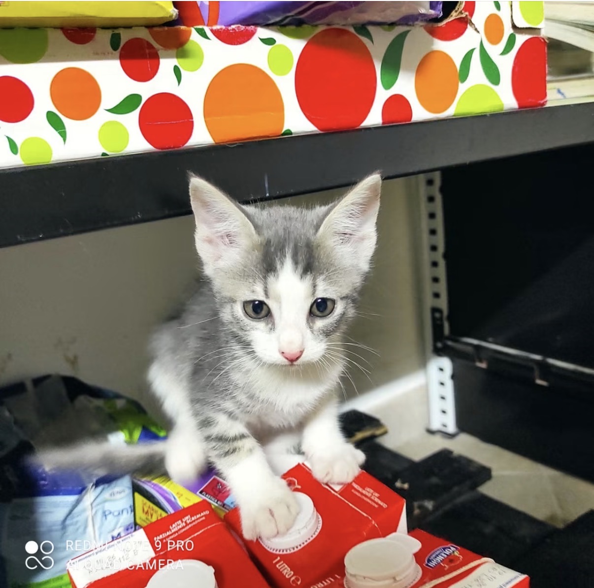 Foto 3 di Alice, gatto Europeo in adozione