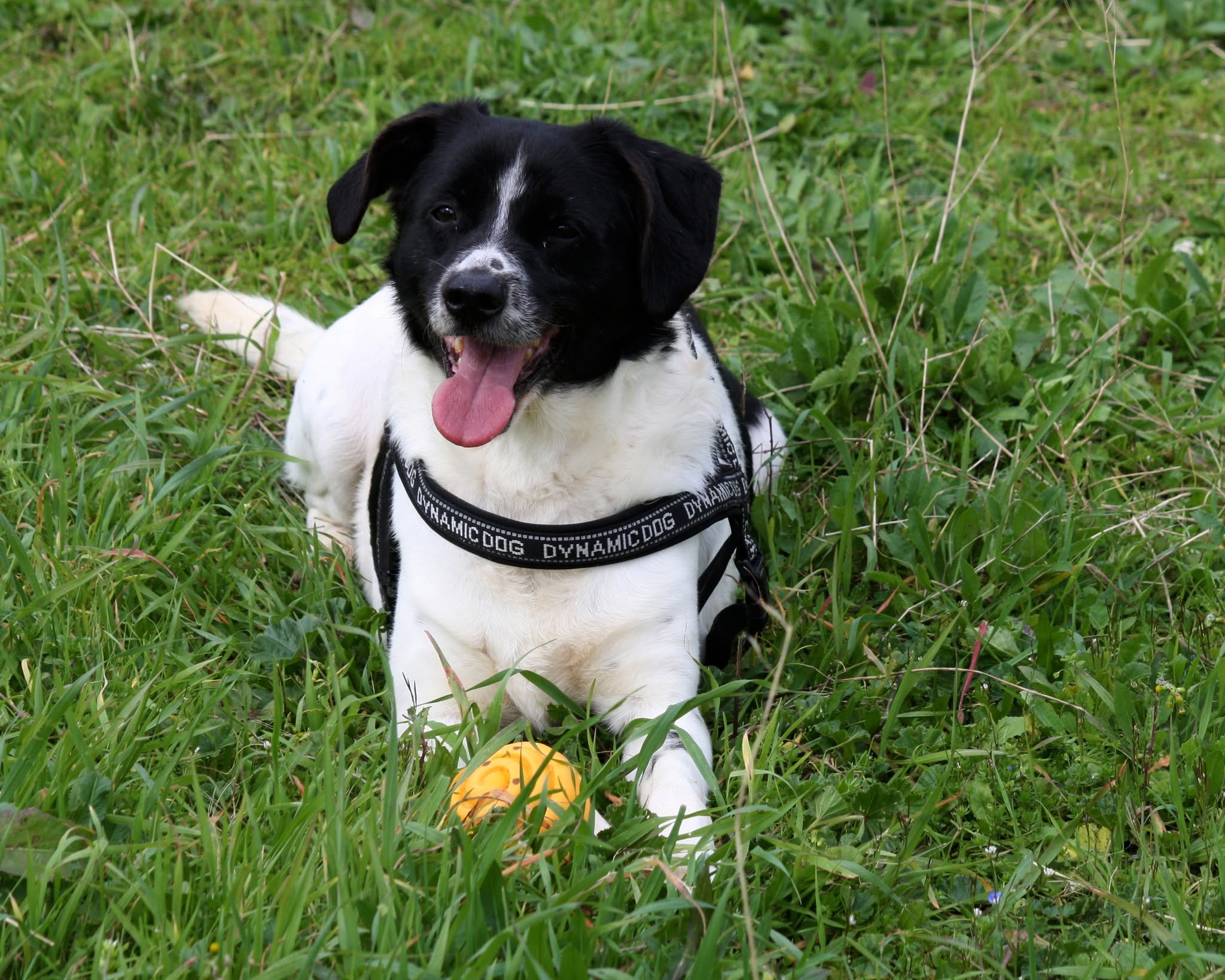 Foto 2 di Pedro, cane meticcio in adozione