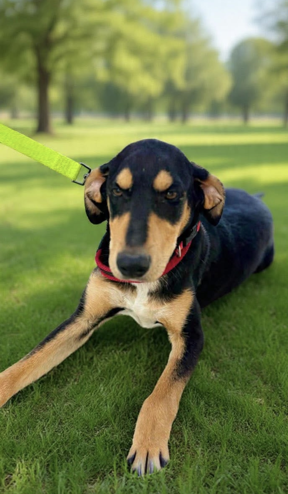 Tim e Money, cane Meticci in adozione