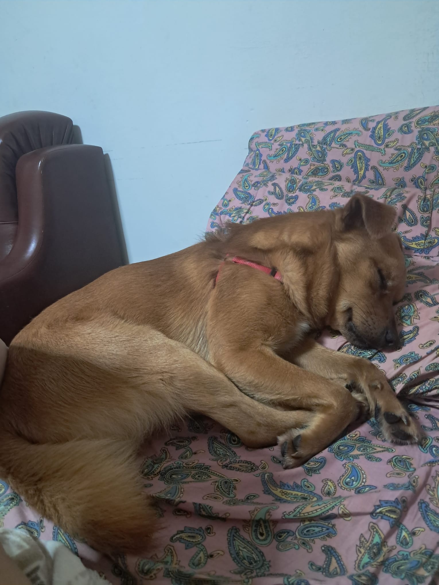 Foto 5 di Spritz, cane Meticcio taglia medio piccola in adozione