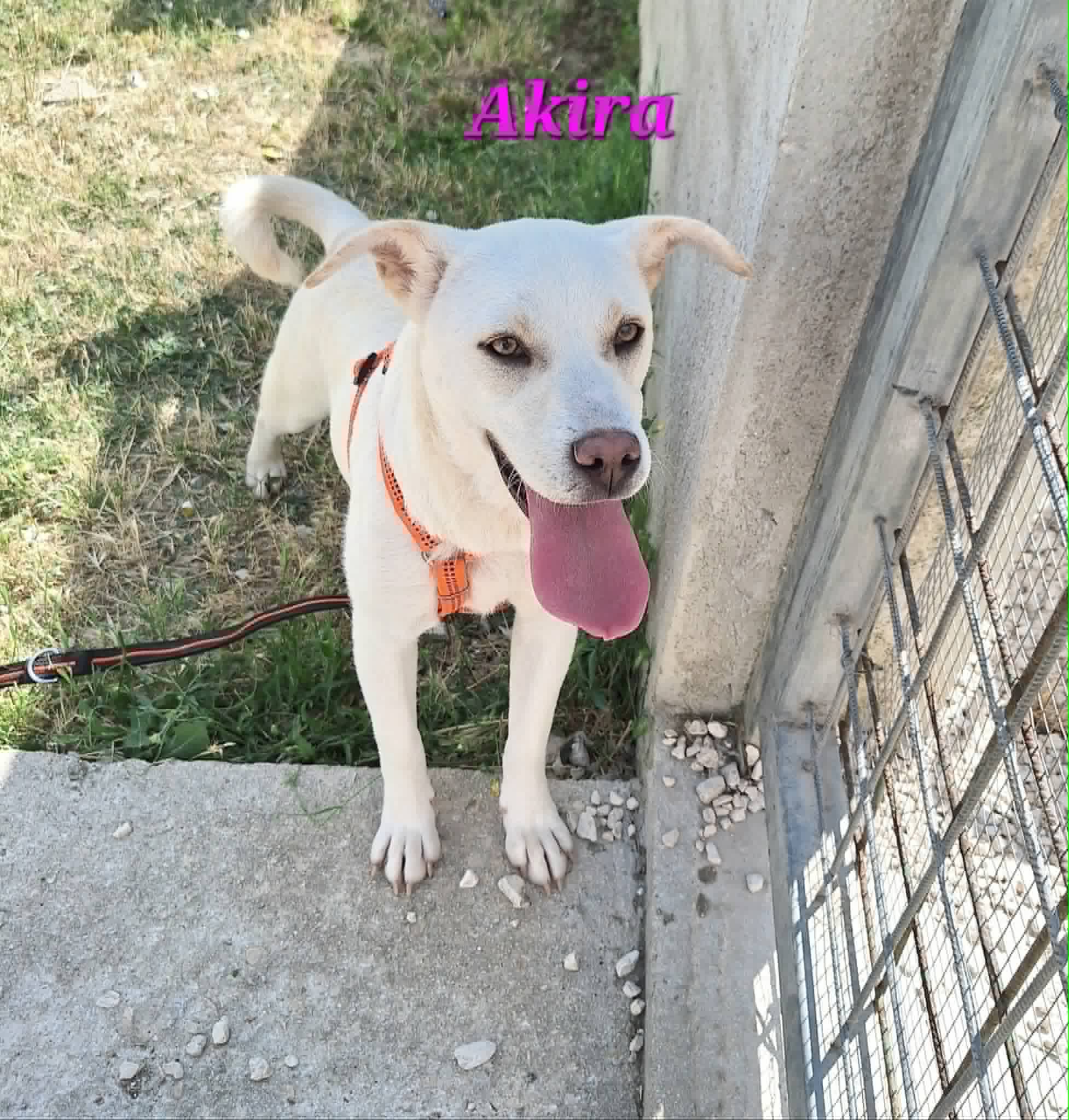 Foto 1 di Akira, cane meticcio in adozione