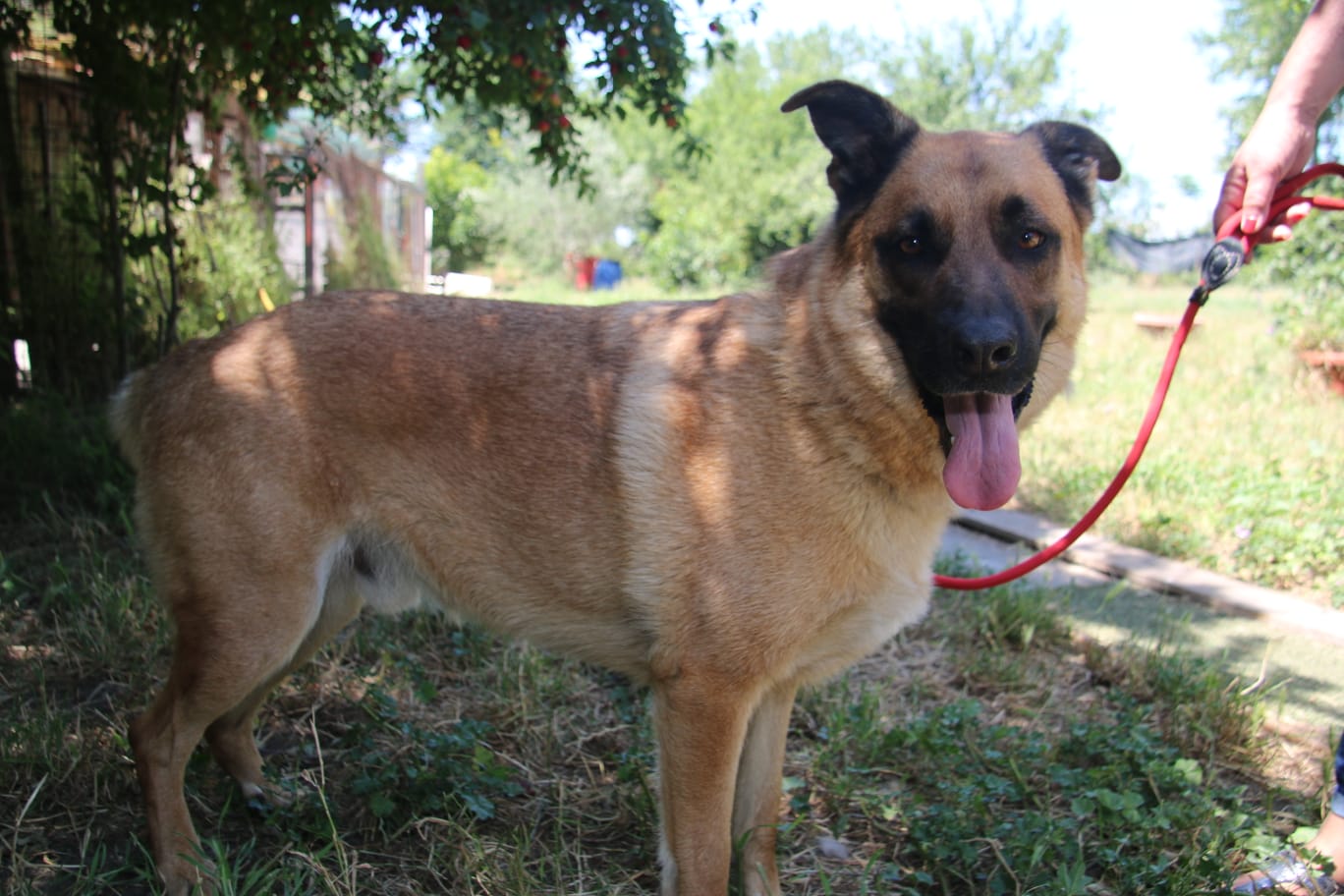 Foto 3 di Lupo, cane Meticcio (madre Pastore Tedesco) in adozione