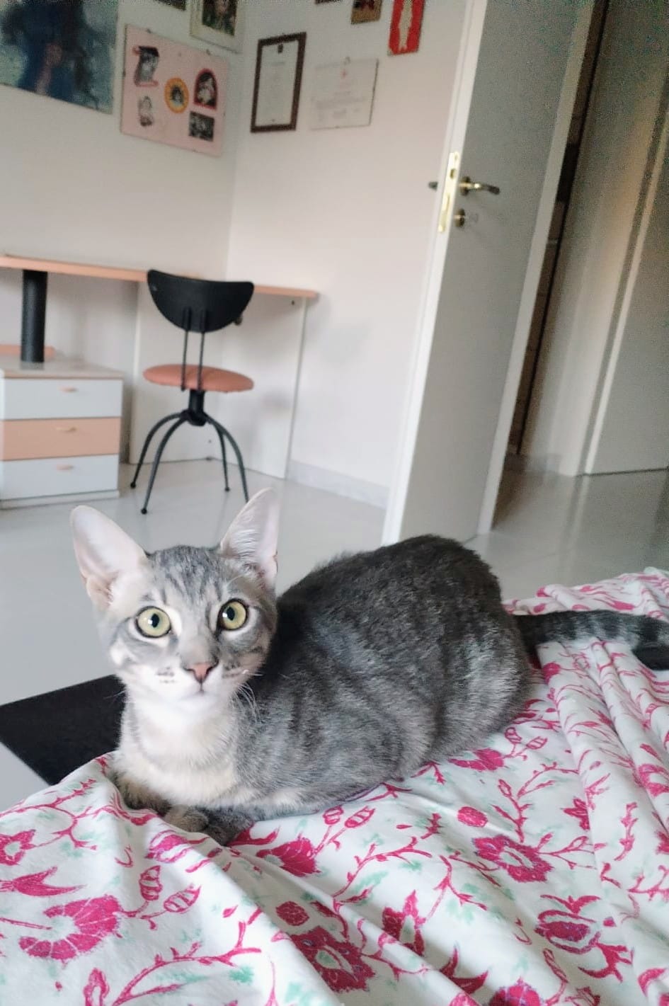 Foto 3 di Cody, gatto Europeo in adozione