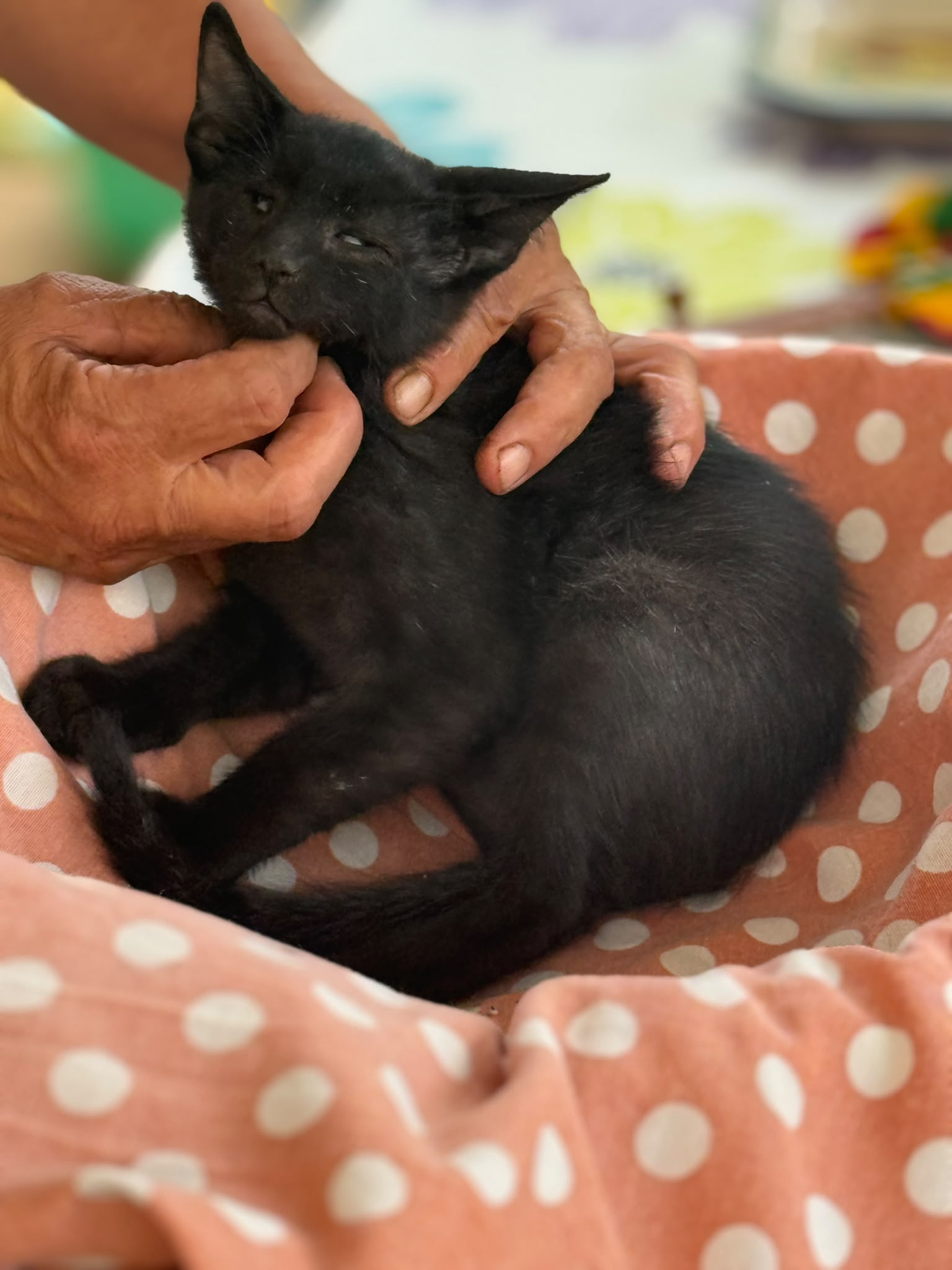 Foto 2 di Romeo, gatto Meticcio in adozione