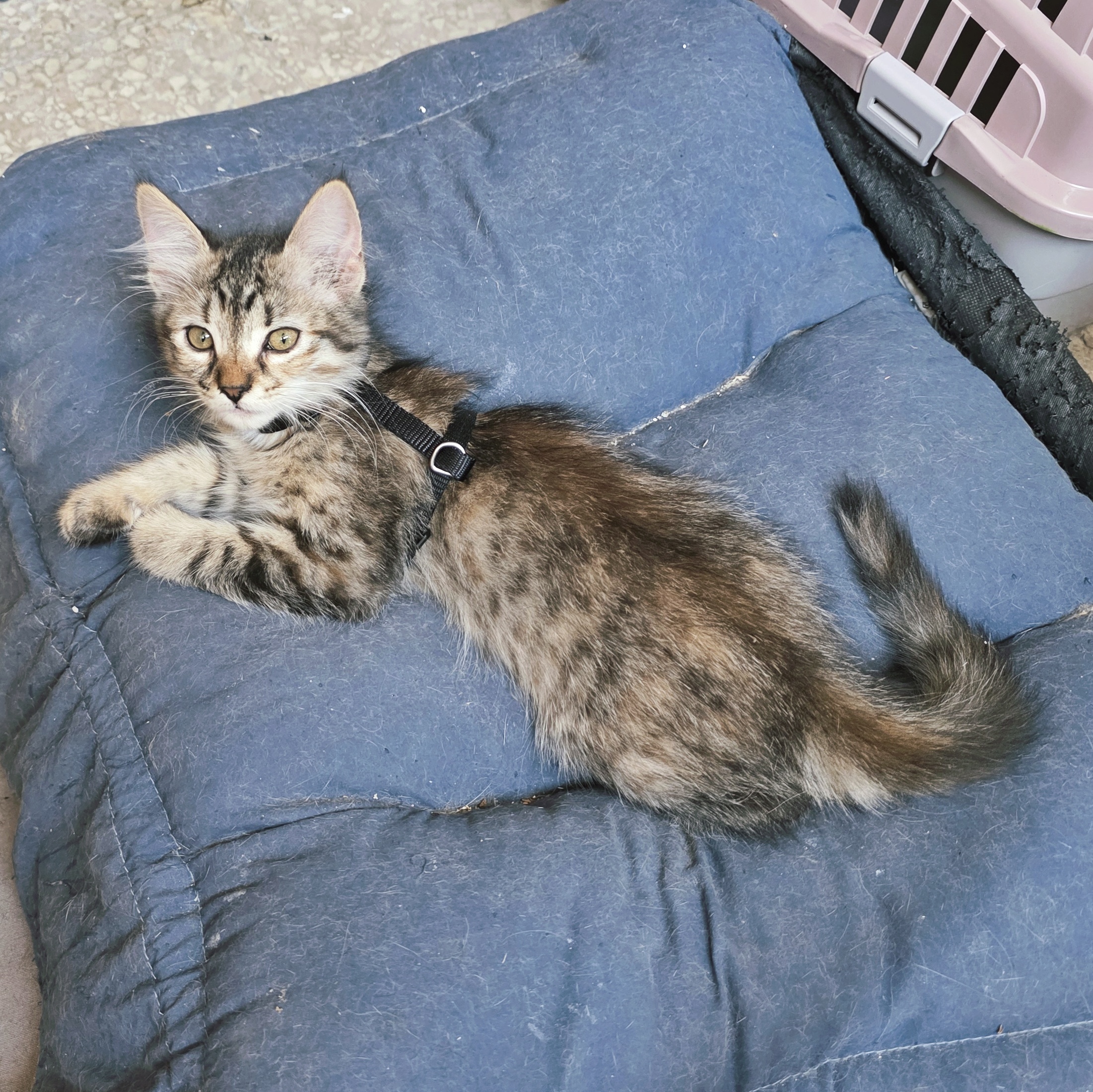 Foto 3 di Lina, gatto  in adozione