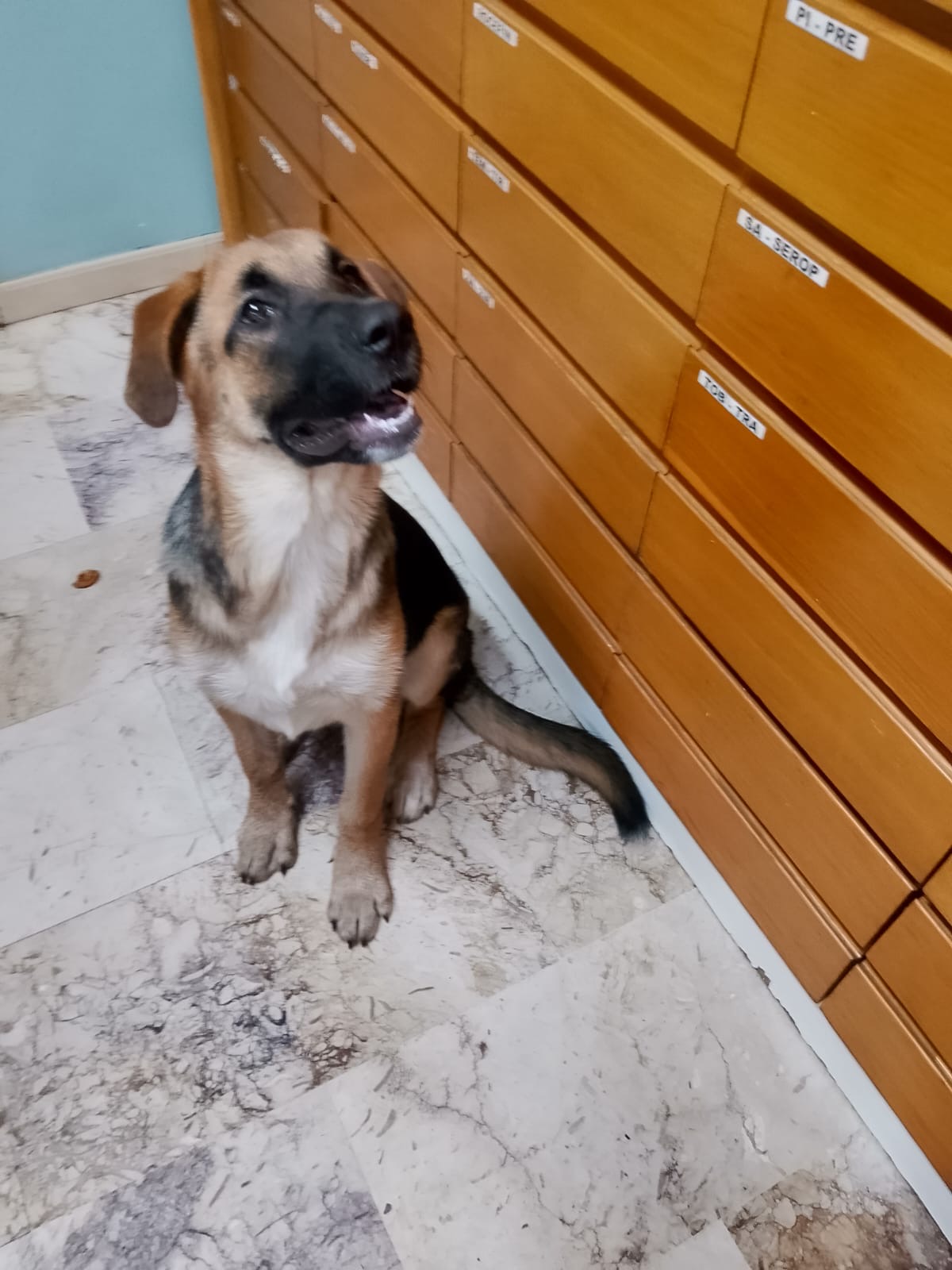 Foto 2 di SARABY, cane Simil Pastorina in adozione