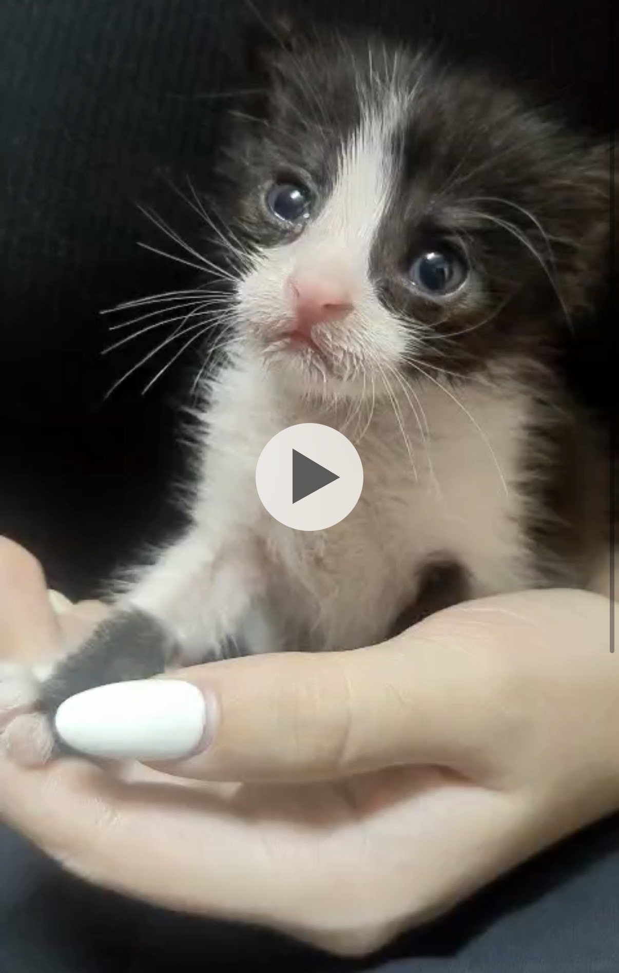 Foto 2 di Piumino, gatto Europeo in adozione