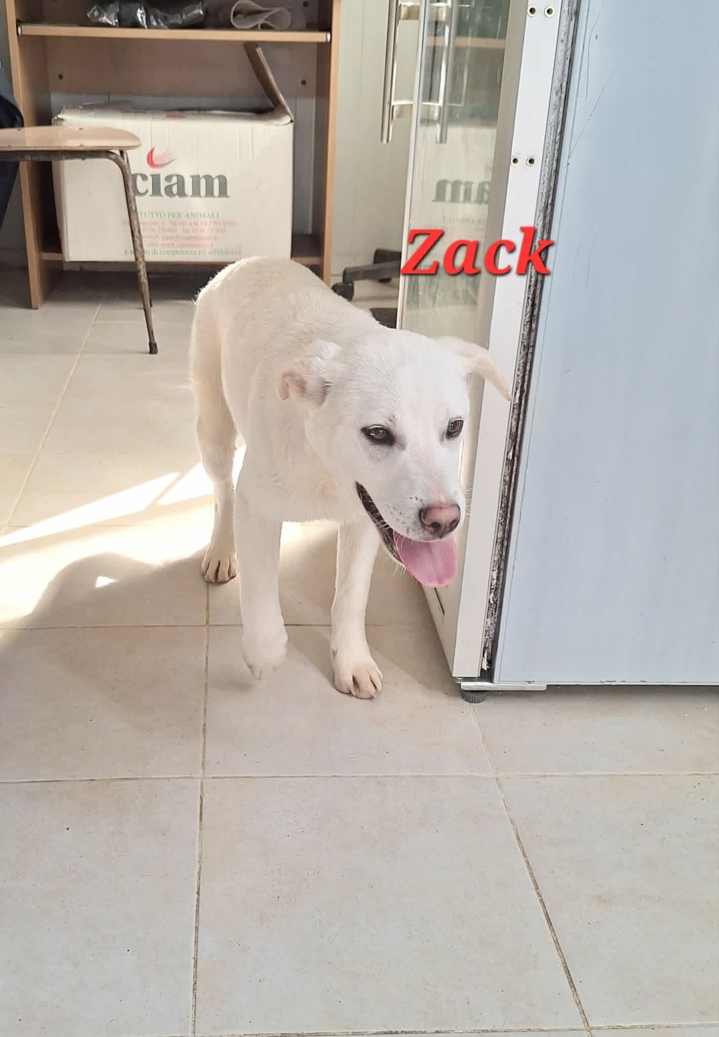 Foto 1 di Zack, cane meticcio in adozione