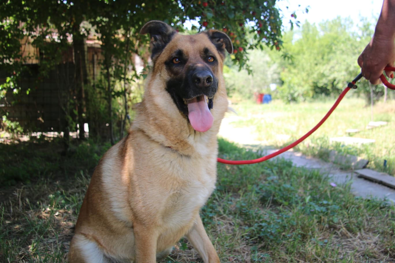Foto 4 di Lupo, cane Meticcio (madre Pastore Tedesco) in adozione