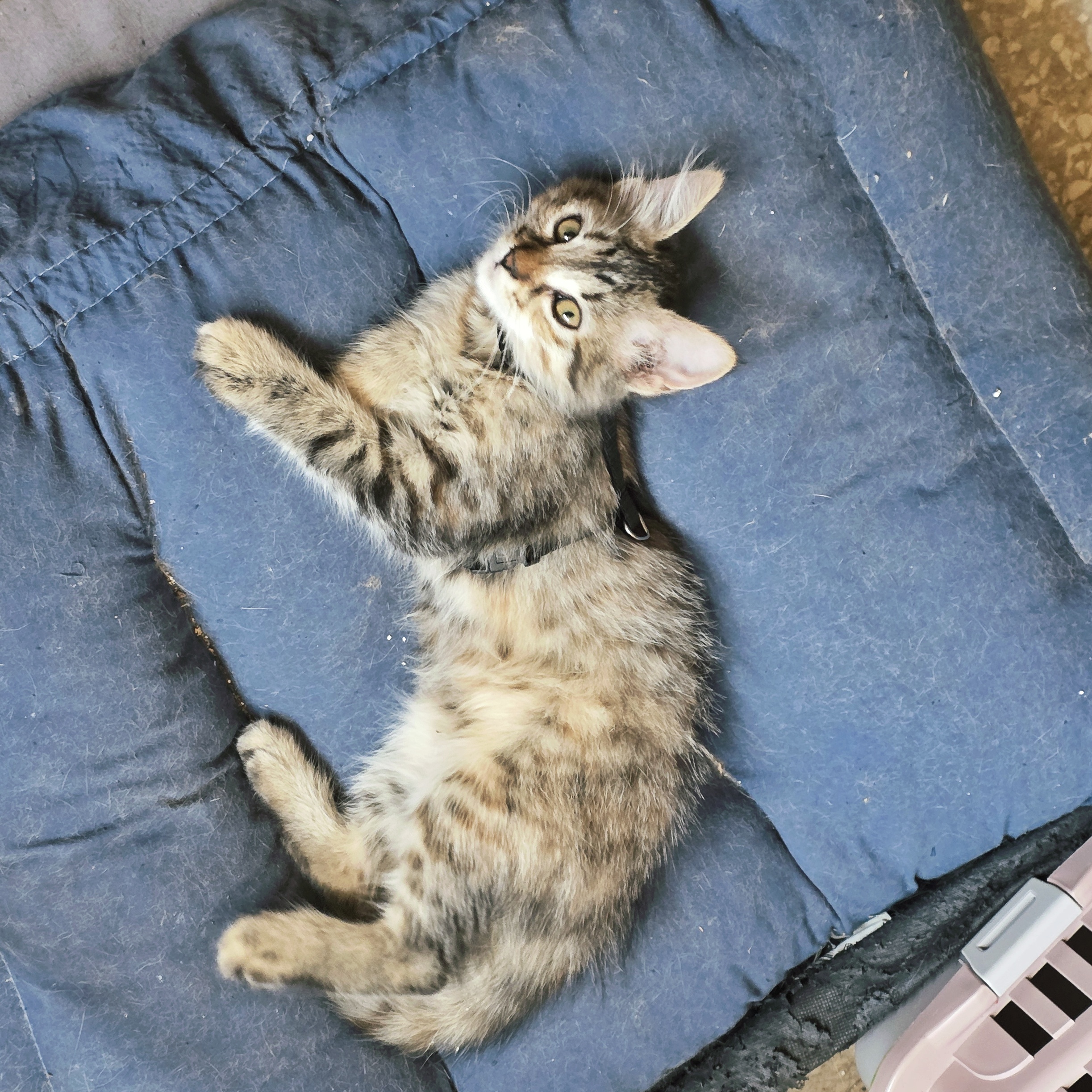 Foto 2 di Lina, gatto  in adozione
