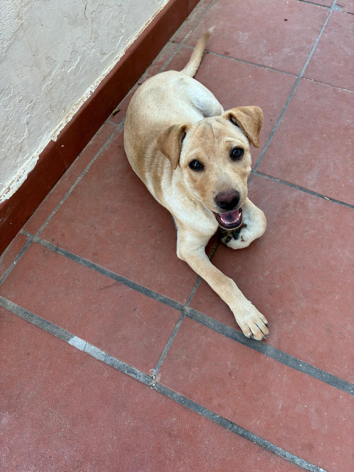 Foto 2 di Astrid, cane Sharpei in adozione