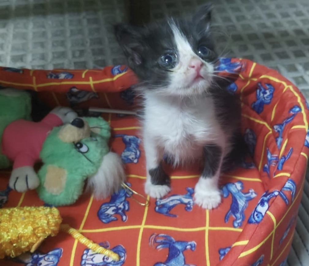 Piumino, gatto Europeo in adozione
